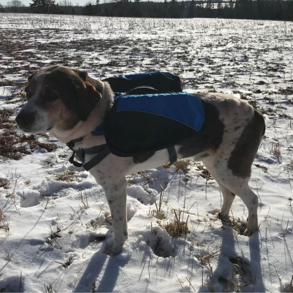 Dog Backpack, Hiking Pack for Medium Sized Dogs